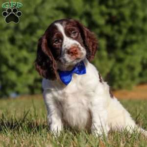 Ronnie, English Springer Spaniel Puppy